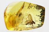 Detailed Fossil Fungus Gnat (Mycetophilidae) In Baltic Amber #346660-1